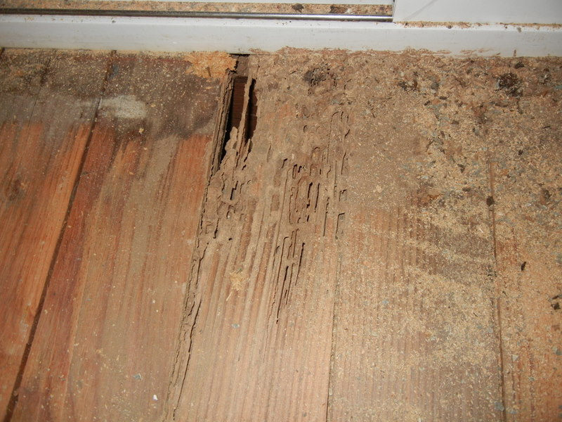 Termite damage in wooden floor
