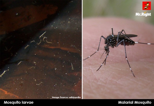Mosquito_Malaria