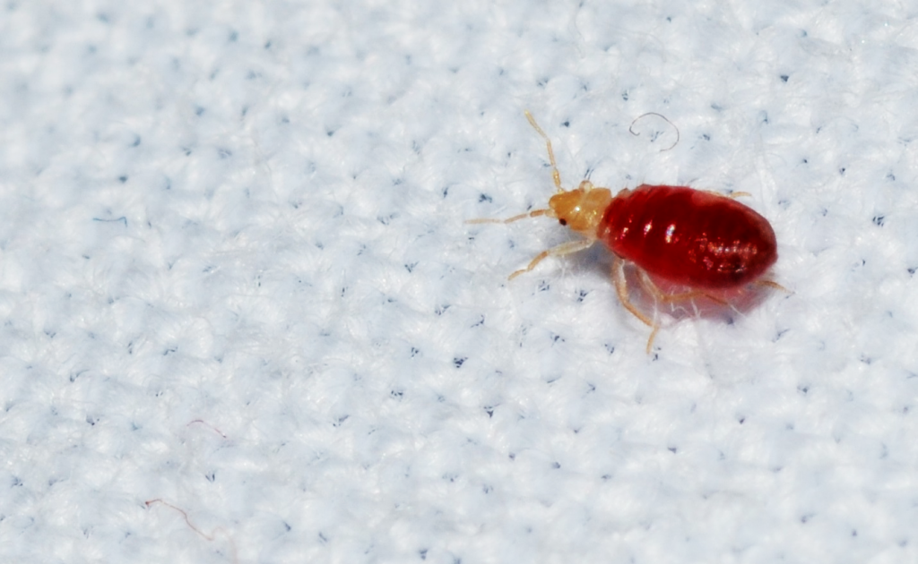 Bed bugs, causes and their prevention! | Ideas by Mr Right