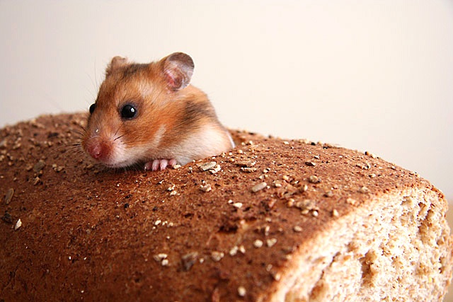 mouse_in_bread
