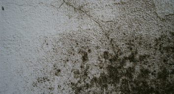Importance of Mold Testing for a Healthier Home