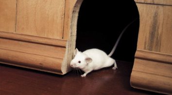 common myths and misconceptions about Pest Control