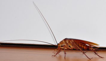 best ways to get rid of cockroaches