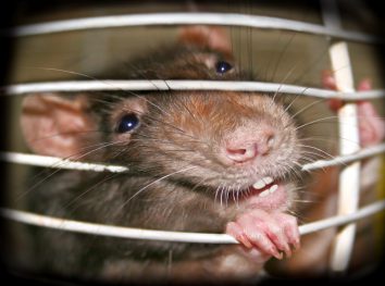 get rid of rats and rodents