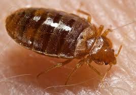 ways to deal with bed bugs