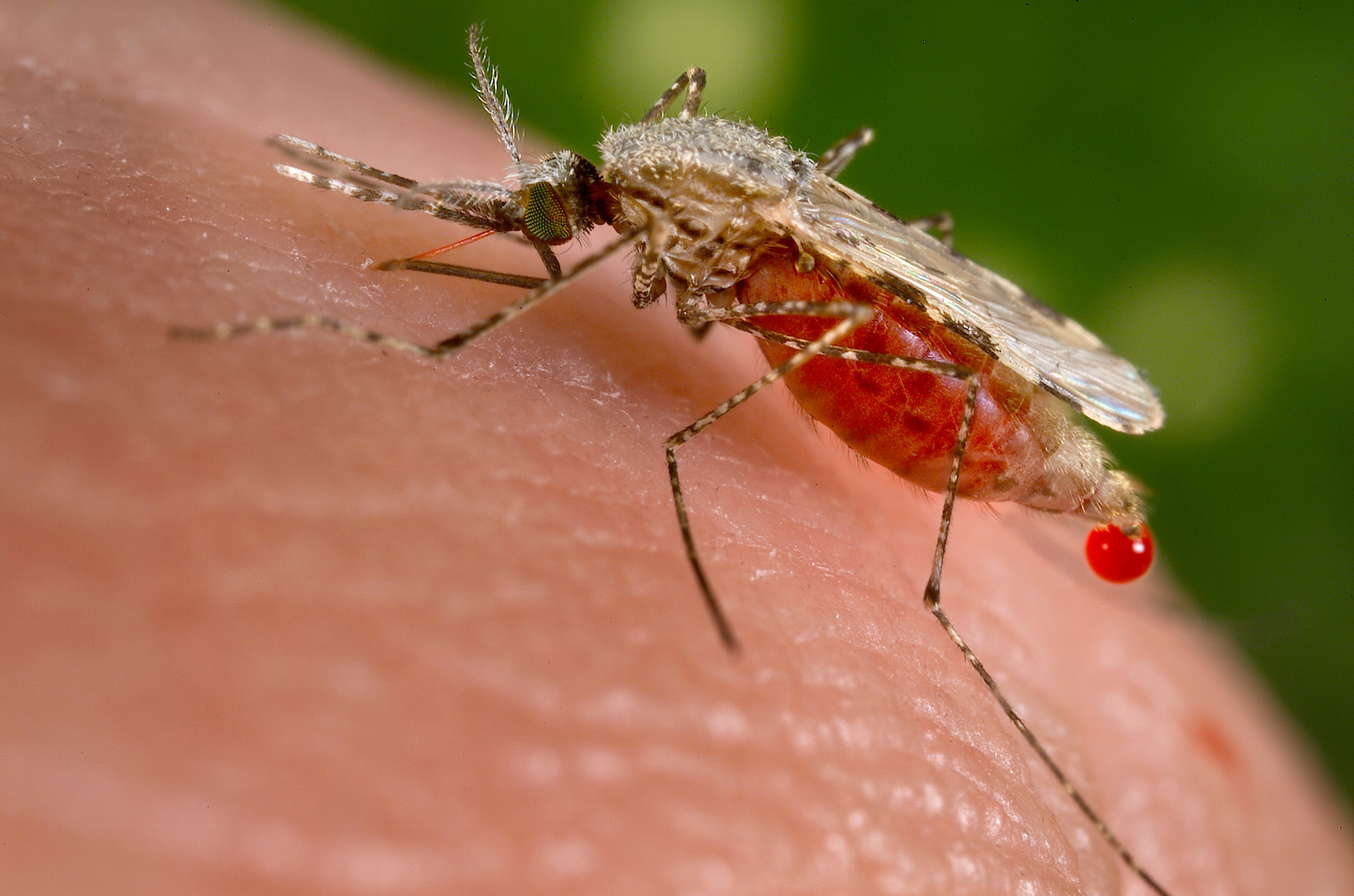 malaria causing mosquito