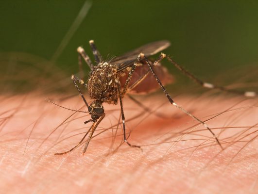 dengue recovery