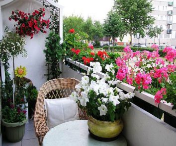 Best plants to choose for your balcony
