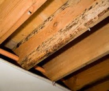 Detect wood rot and mold early to prevent them from damage