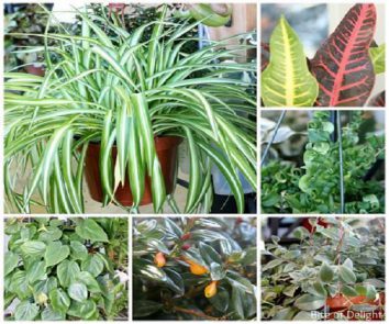 Keep your home plants healthy with these tips
